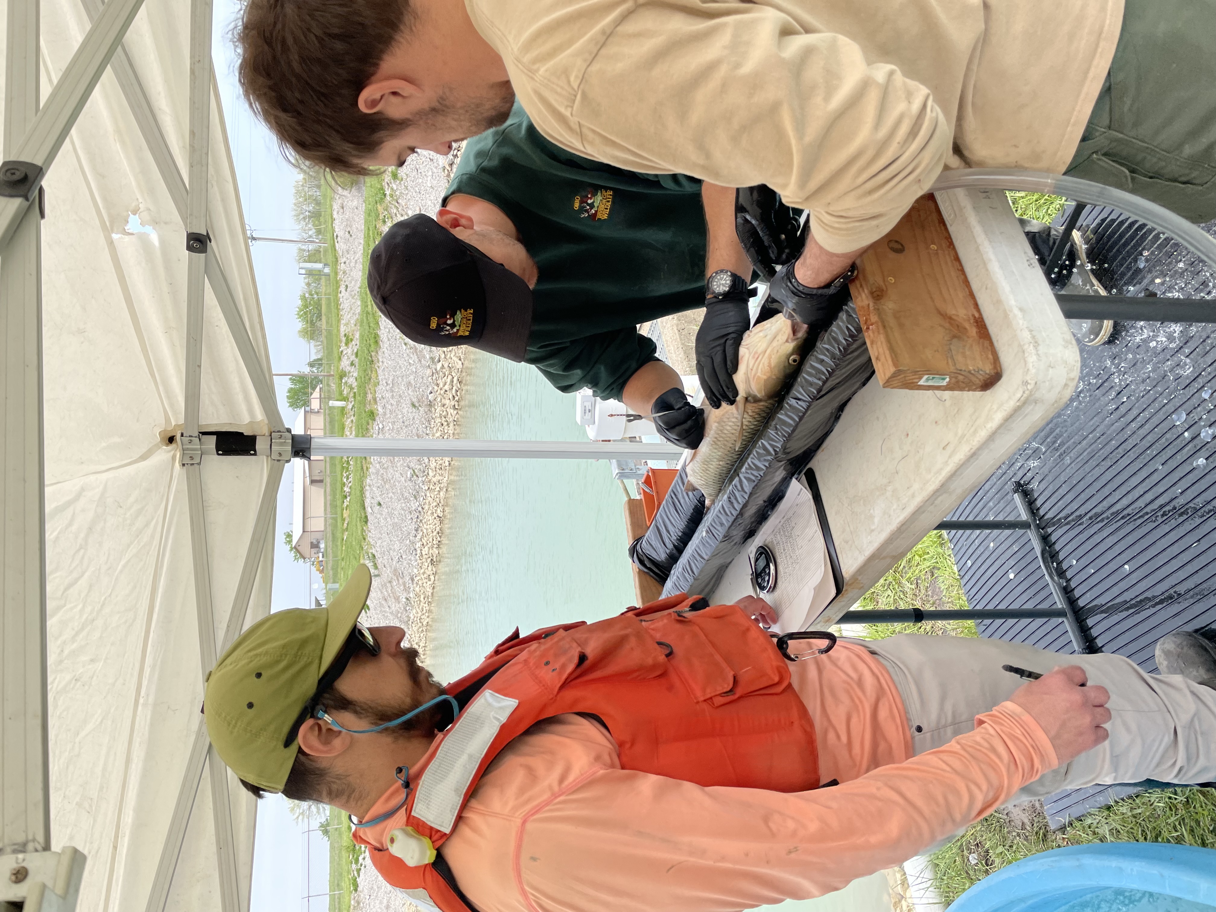 Grass carp acoustic telemetry 2.jpg